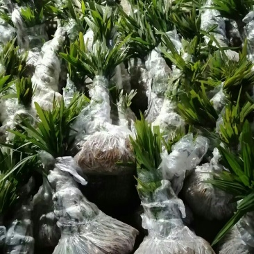 棕苞树苗棕树苗食用棕包苗基地直供货源充足