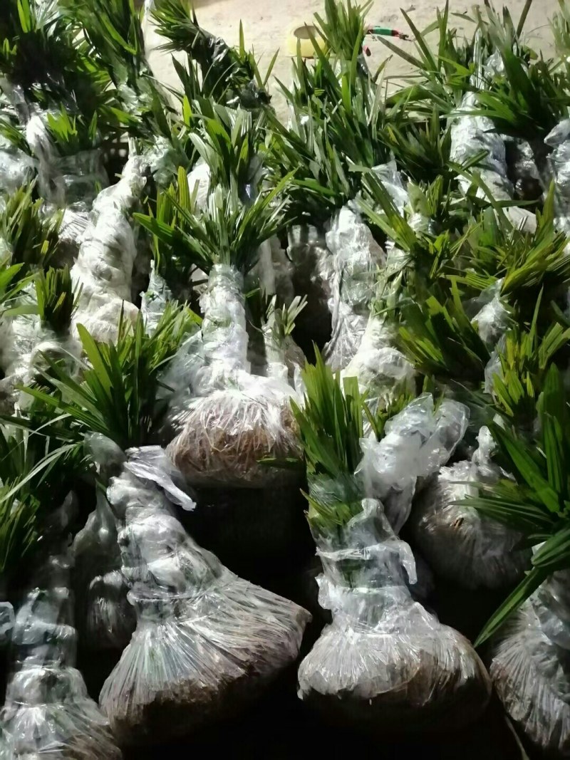 棕苞树苗棕树苗食用棕包苗基地直供货源充足