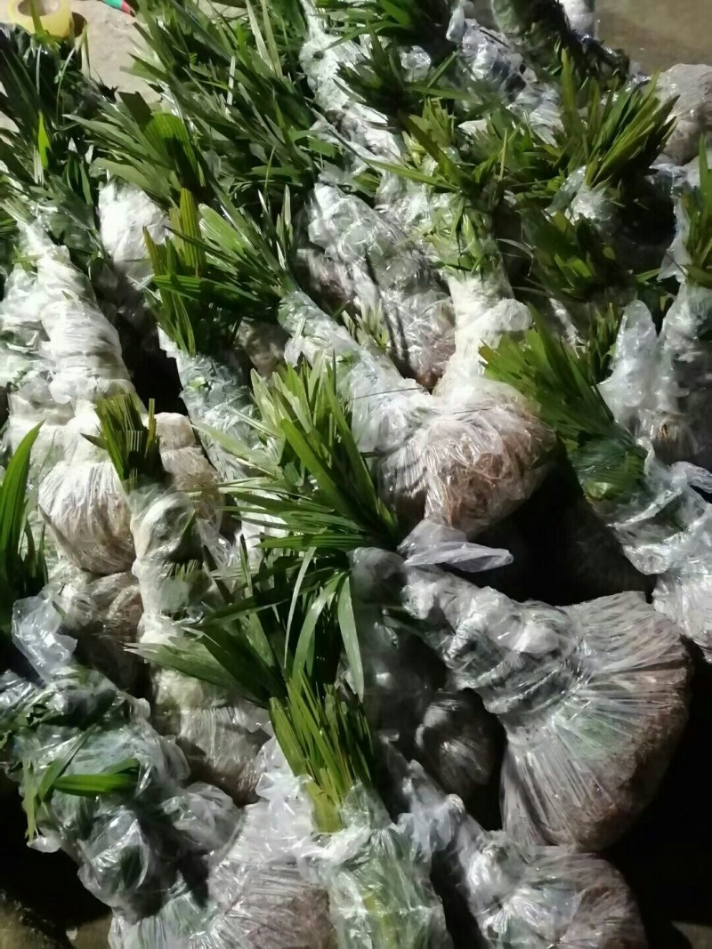 棕苞树苗棕树苗食用棕包苗基地直供货源充足