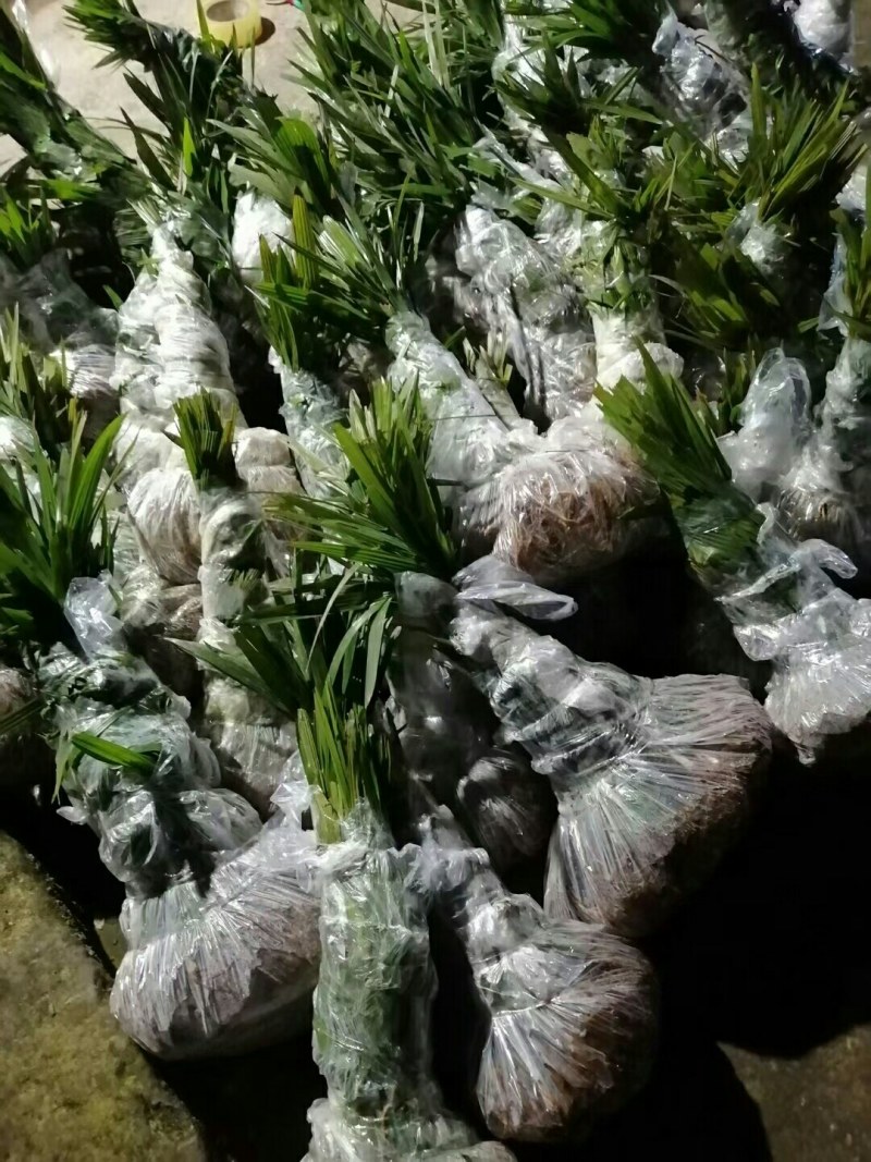 棕苞树苗棕树苗食用棕包苗基地直供货源充足