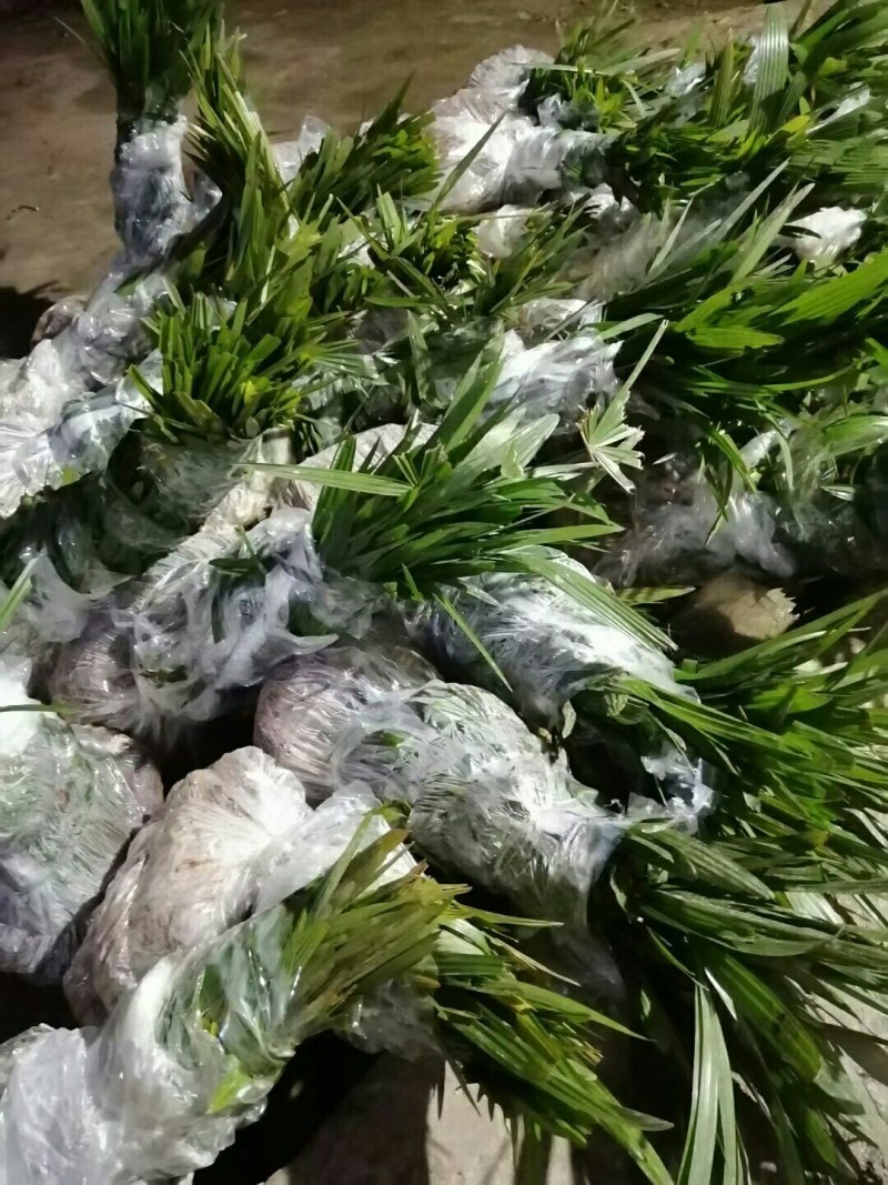 棕苞树苗棕树苗食用棕包苗基地直供货源充足