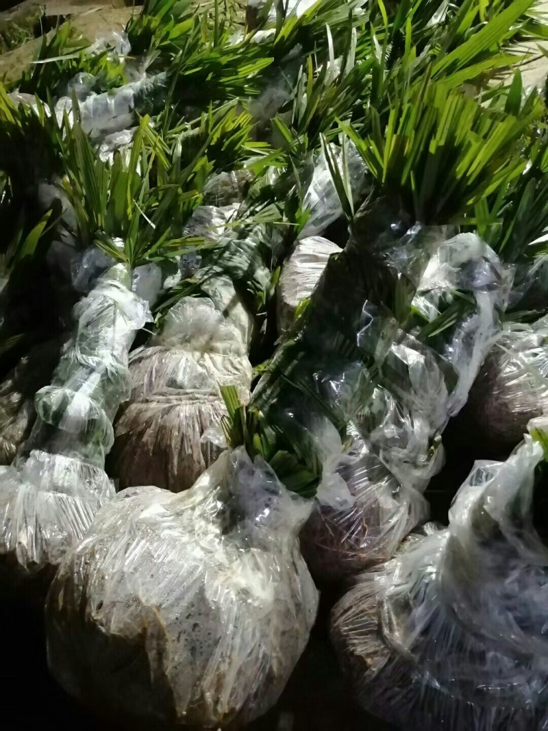棕苞树苗棕树苗食用棕包苗基地直供货源充足