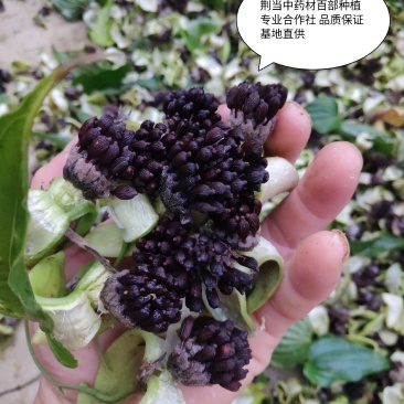 百部种自然开裂成熟度好优选精品