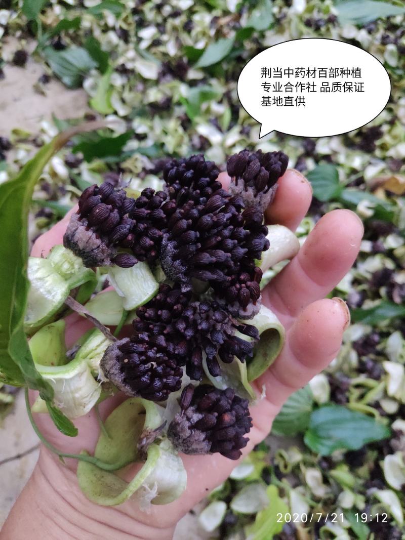 百部种自然开裂成熟度好优选精品