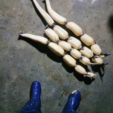 新三五！老三五！珍珠藕！藕种纯货！可以联系我了