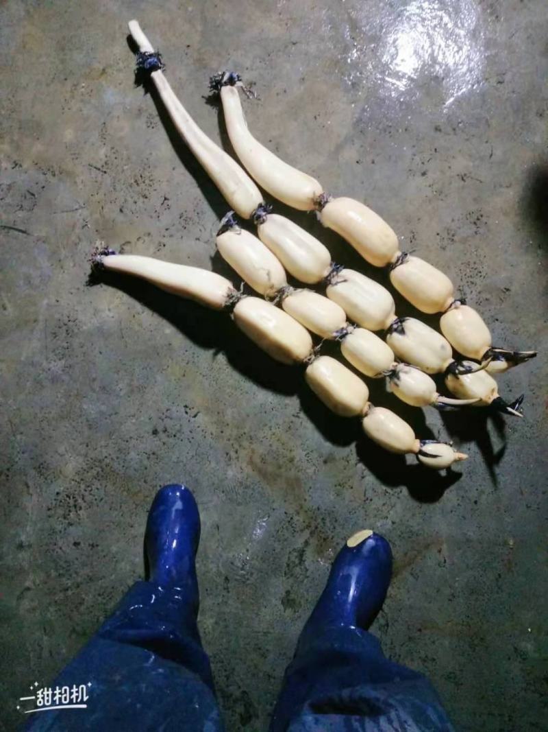 新三五！老三五！珍珠藕！藕种纯货！可以联系我了