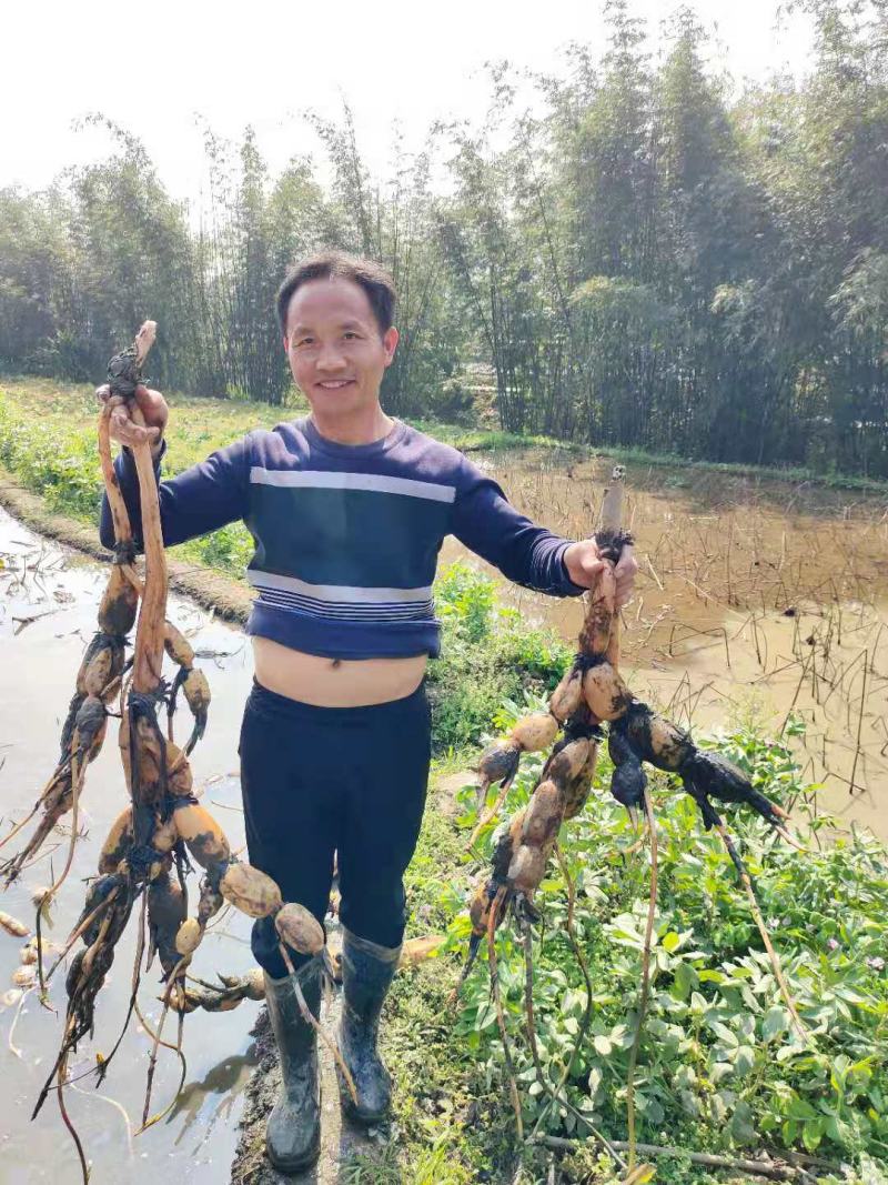 新三五！老三五！珍珠藕！藕种纯货！可以联系我了
