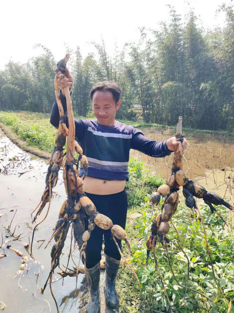 新三五！老三五！珍珠藕！藕种纯货！可以联系我了