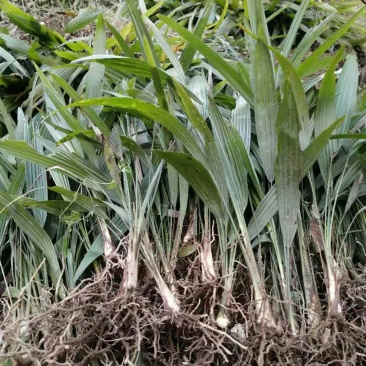 棕树苗棕苞树苗食用棕包树苗基地大量供应