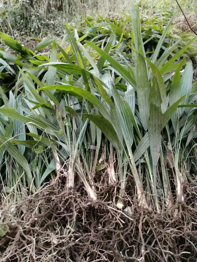 棕树苗棕苞树苗食用棕包树苗基地大量供应