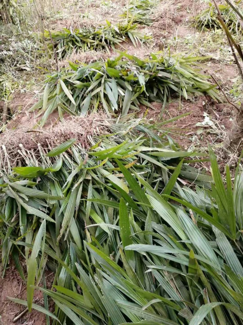 棕树苗棕苞树苗食用棕包树苗基地大量供应