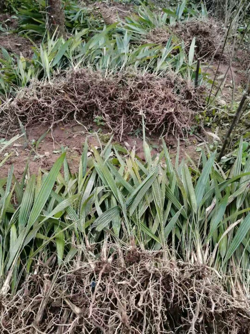 棕树苗棕苞树苗食用棕包树苗基地大量供应