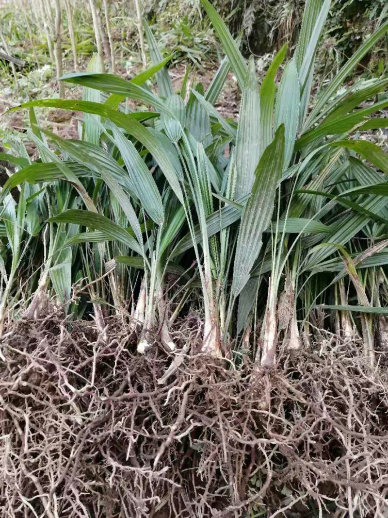 棕树苗棕苞树苗食用棕包树苗基地大量供应
