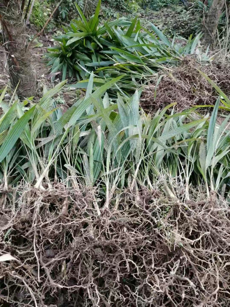 棕树苗棕苞树苗食用棕包树苗基地大量供应