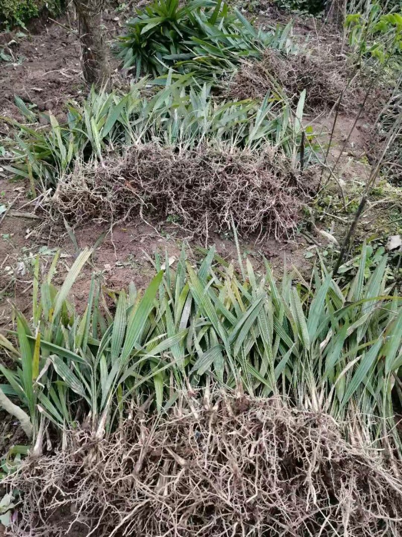 棕树苗棕苞树苗食用棕包树苗基地大量供应