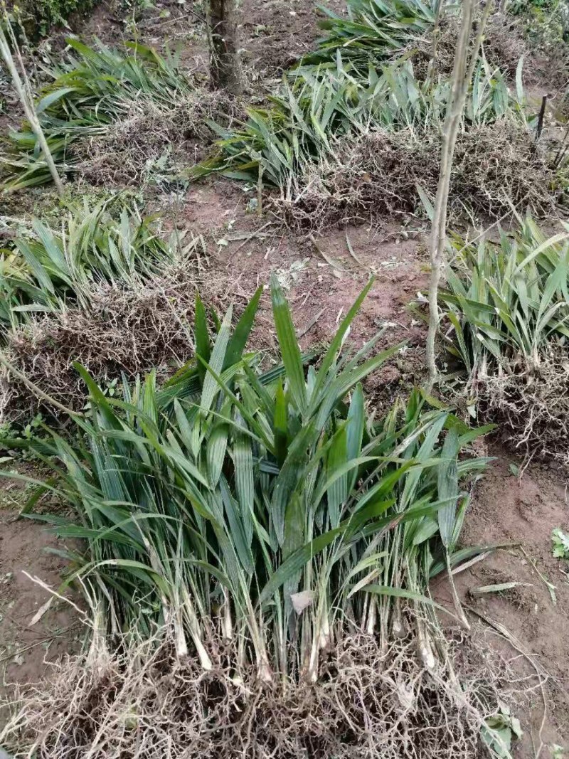 棕树苗棕苞树苗食用棕包树苗基地大量供应