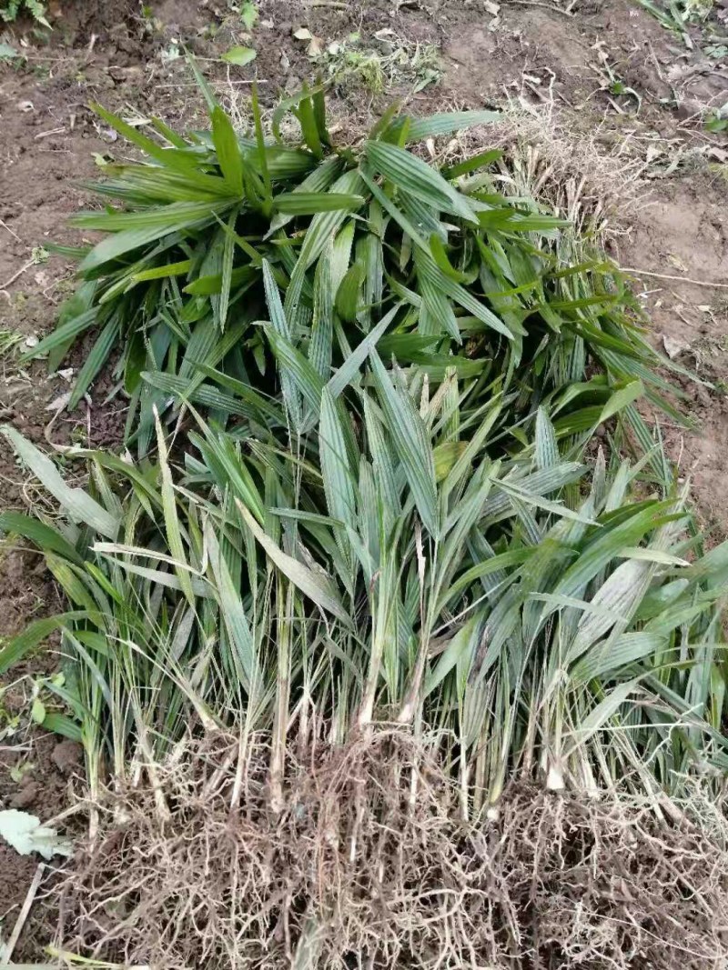 棕树苗棕苞树苗食用棕包树苗基地大量供应