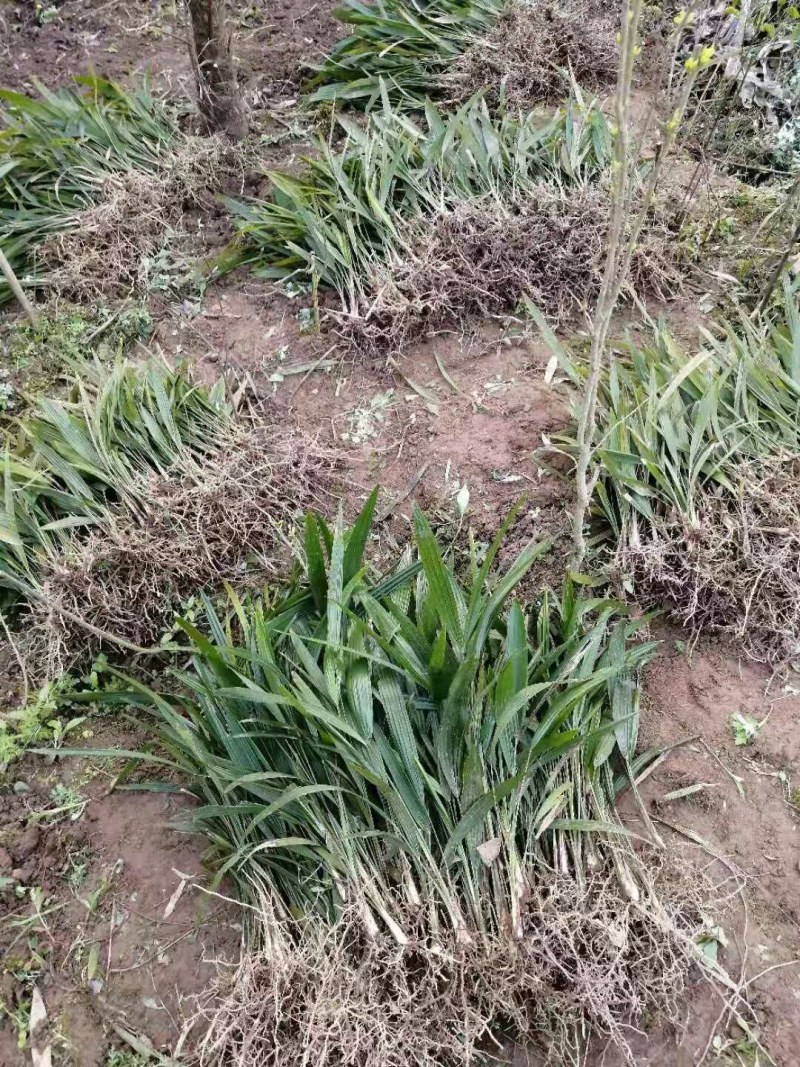 棕树苗棕苞树苗食用棕包树苗基地大量供应