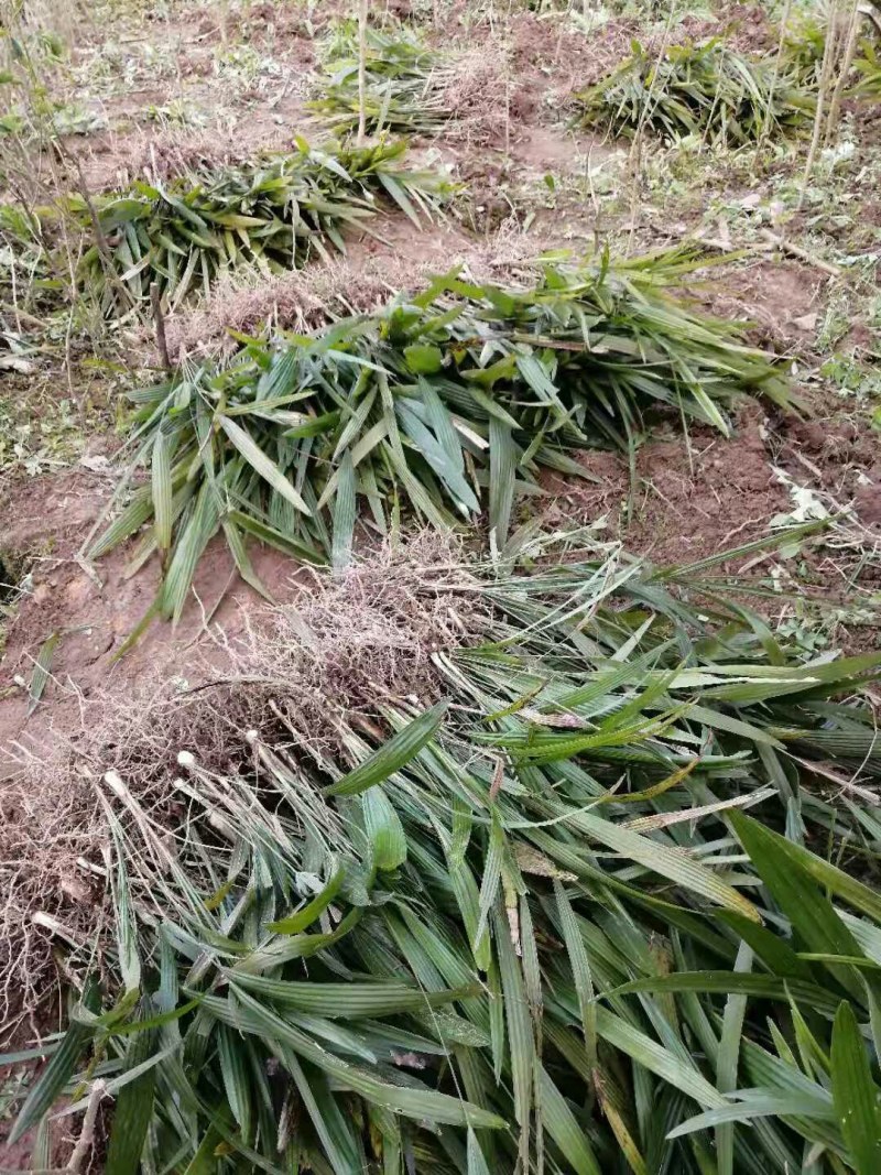 棕树苗棕苞树苗食用棕包树苗基地大量供应
