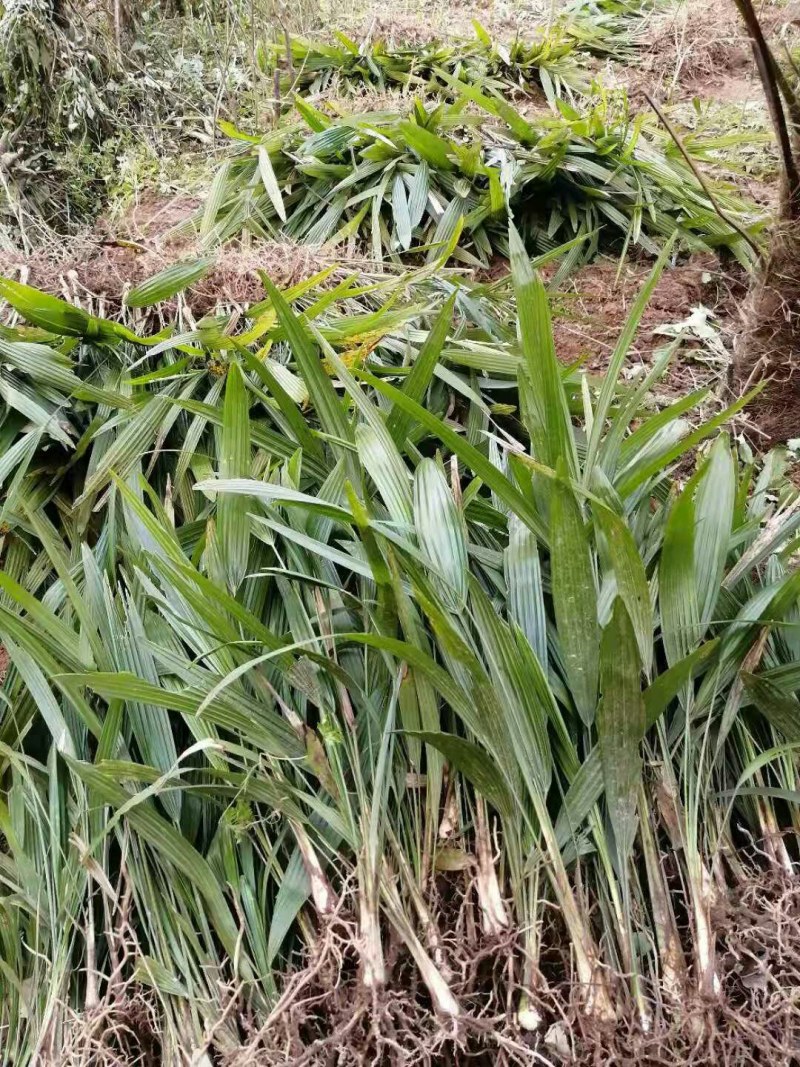棕树苗棕苞树苗食用棕包树苗基地大量供应