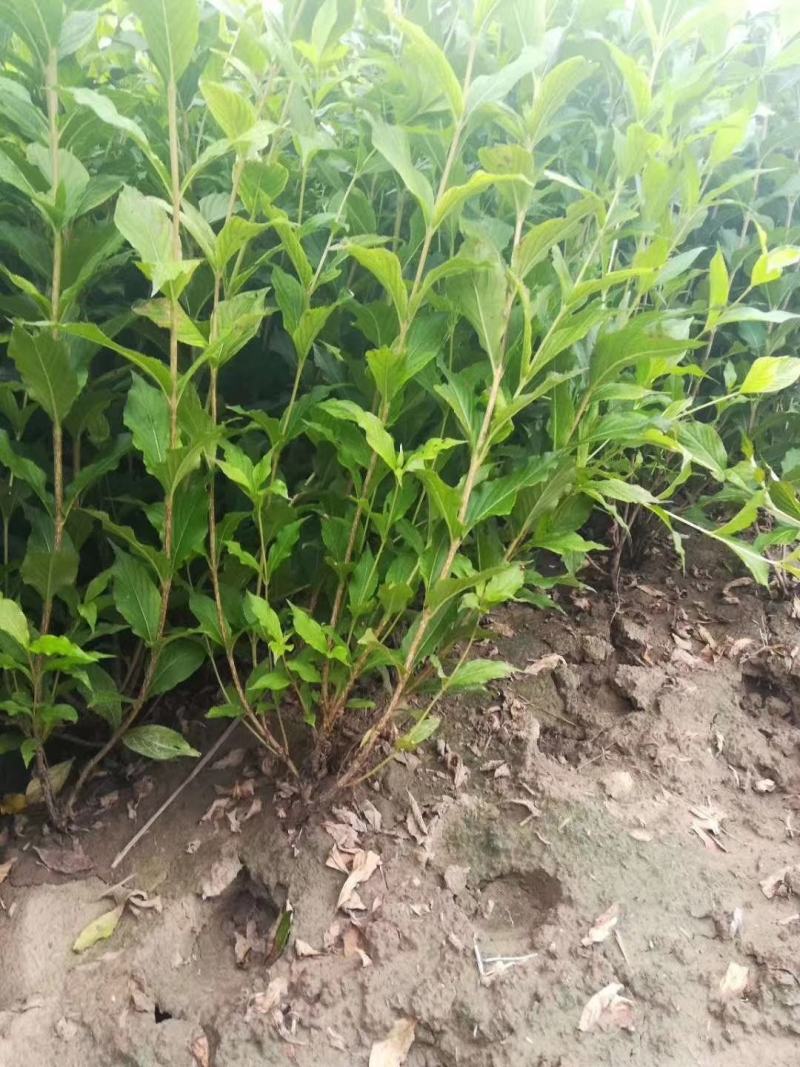 红王子锦带河北保定正宗红王子锦带批发红王子锦带