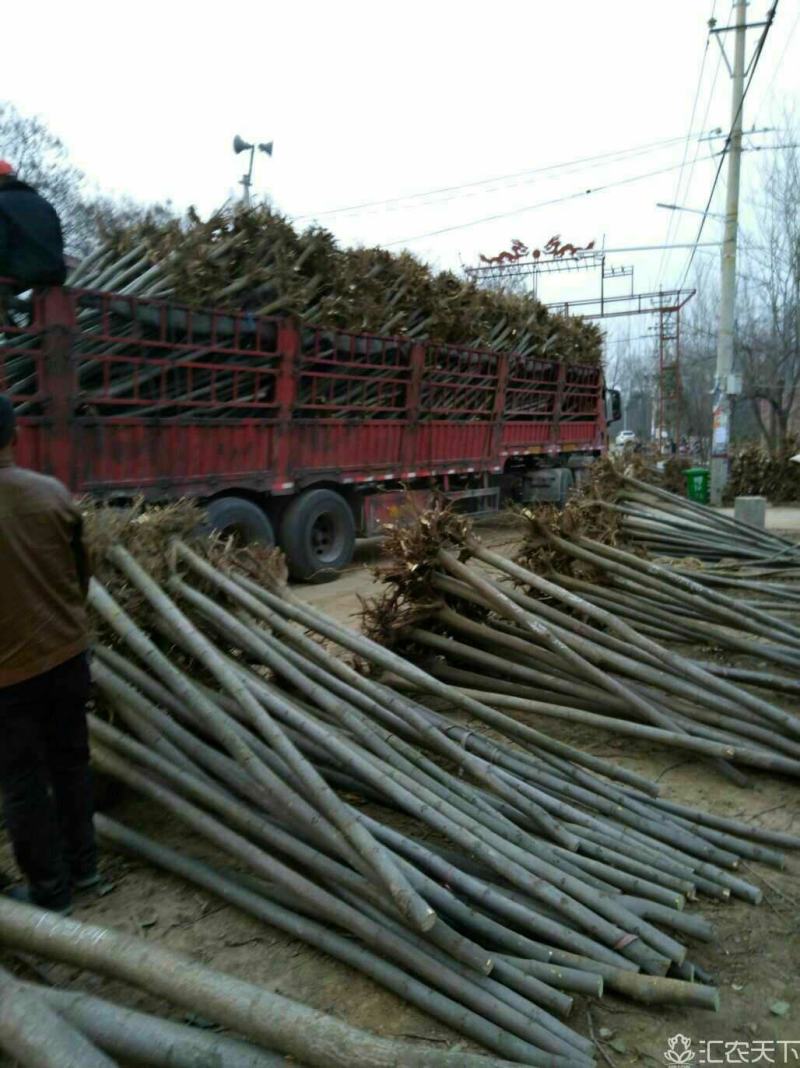 2--10公分栾树大量供应