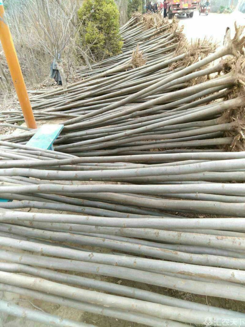 2--10公分栾树大量供应