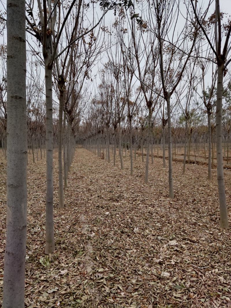 2--10公分栾树大量供应