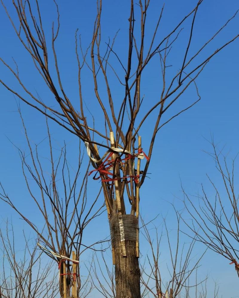 香花槐河北保定正宗香花槐批发嫁接香花槐基地直销