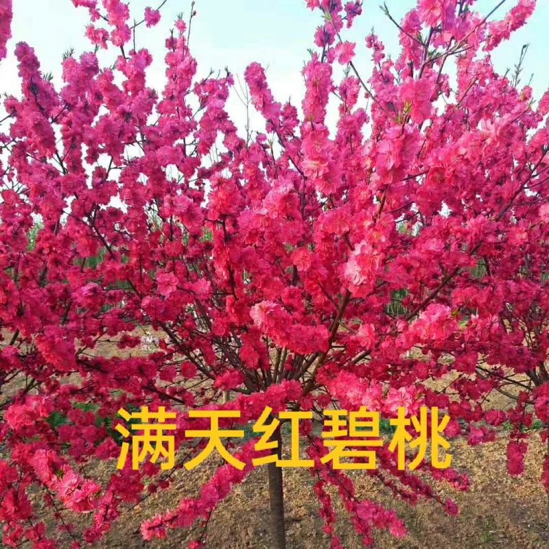 观赏桃花满天红碧桃树苗苗工程绿化苗风景树苗庭红叶碧桃