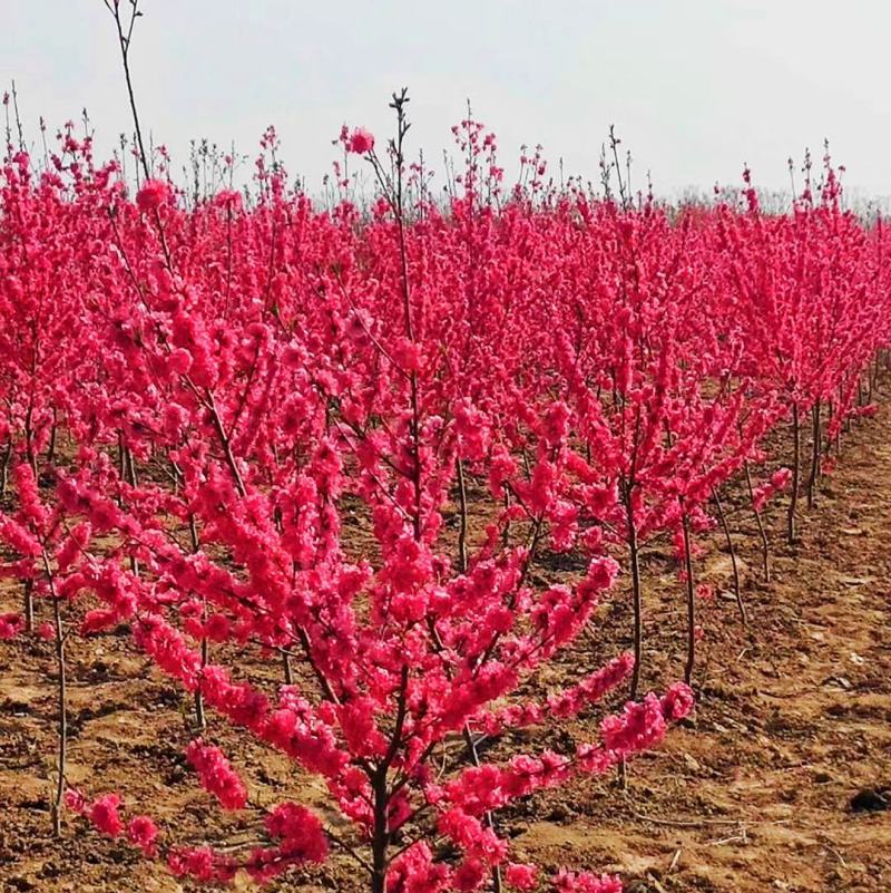 观赏桃花满天红碧桃树苗苗工程绿化苗风景树苗庭红叶碧桃