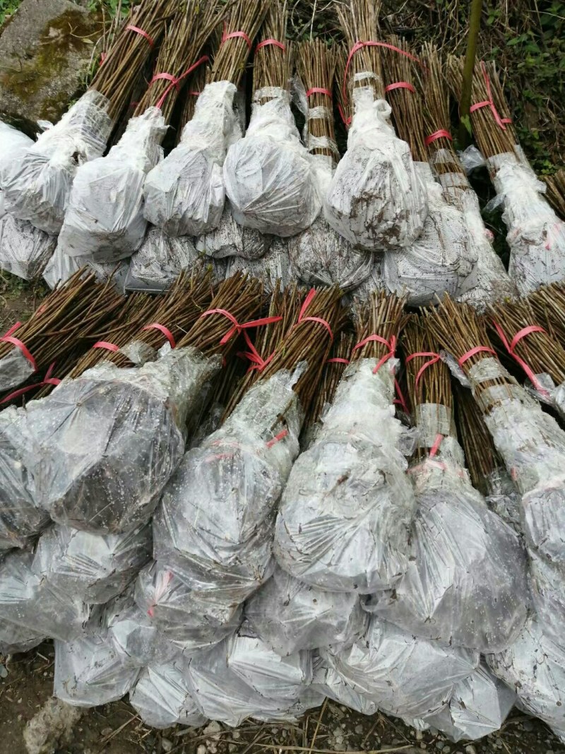 油桐树苗批发采购，买油桐苗请选择重庆俊尧专业油桐培育公司