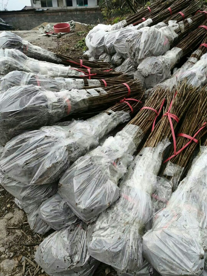 油桐树苗批发采购，买油桐苗请选择重庆俊尧专业油桐培育公司