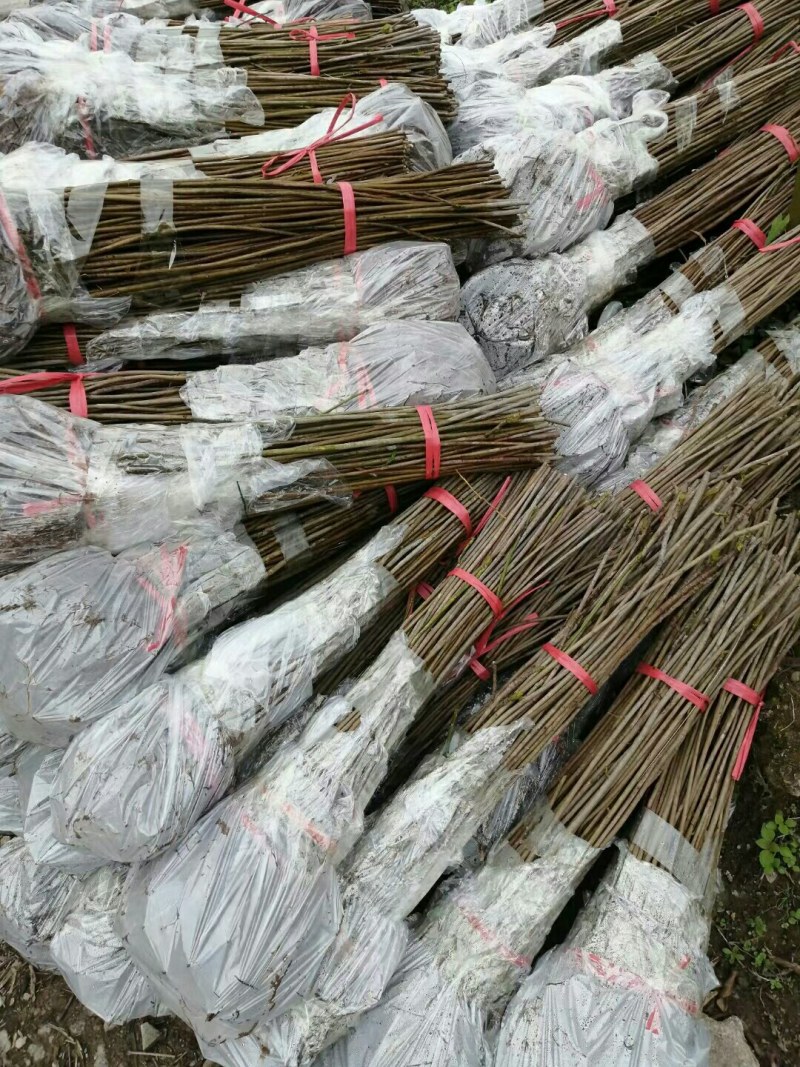 油桐树苗批发采购，买油桐苗请选择重庆俊尧专业油桐培育公司