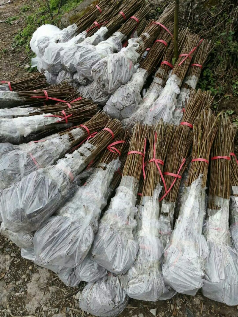 油桐树苗批发采购，买油桐苗请选择重庆俊尧专业油桐培育公司