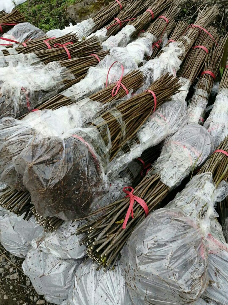 油桐树苗批发采购，买油桐苗请选择重庆俊尧专业油桐培育公司