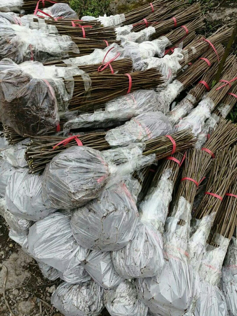 油桐树苗批发采购，买油桐苗请选择重庆俊尧专业油桐培育公司