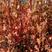 茶条槭又叫三角枫东北乡土树种秋季变色早下地好成活