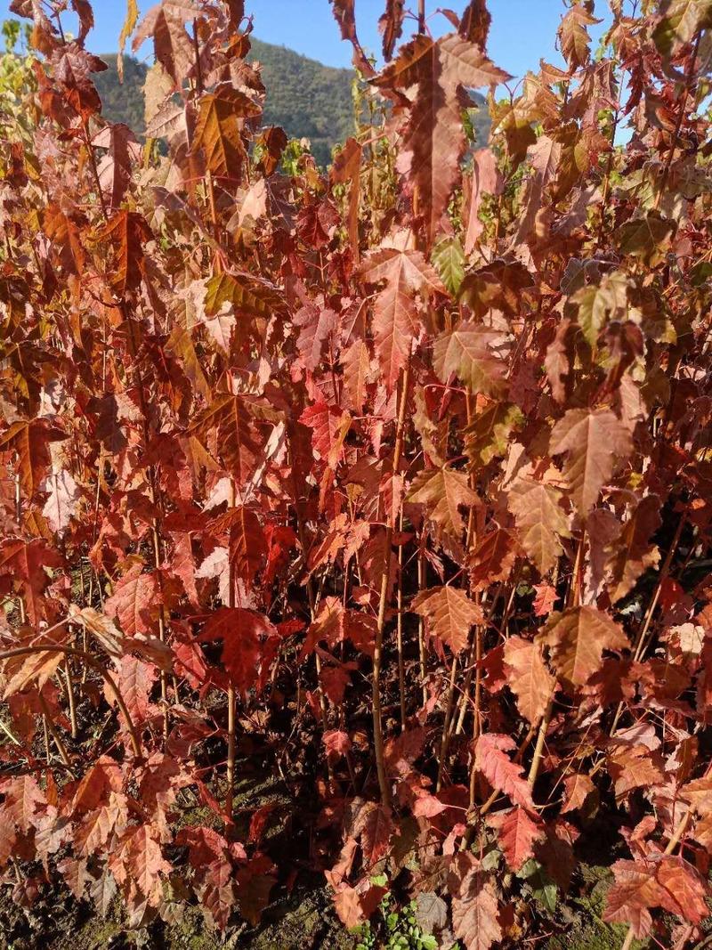 茶条槭又叫三角枫东北乡土树种秋季变色早下地好成活