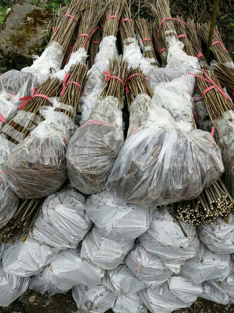油桐树苗批发采购，买油桐苗请选择重庆俊尧专业油桐培育公司