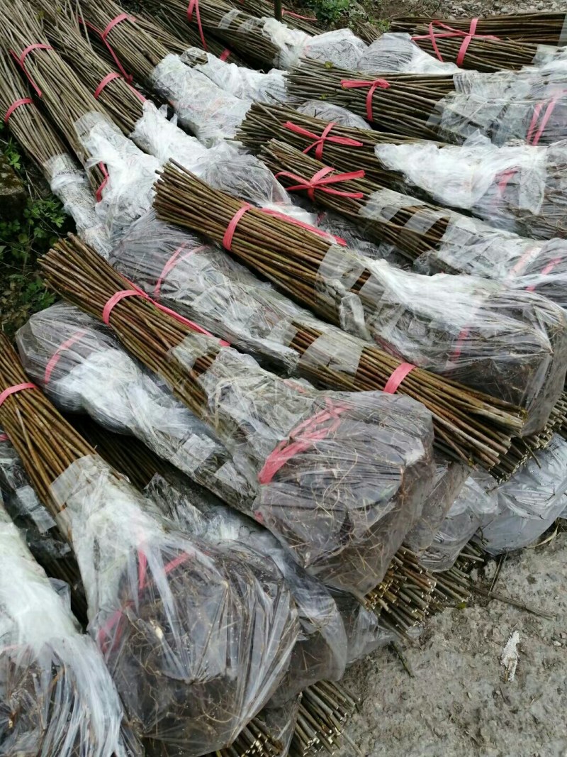 油桐树苗批发采购，买油桐苗请选择重庆俊尧专业油桐培育公司