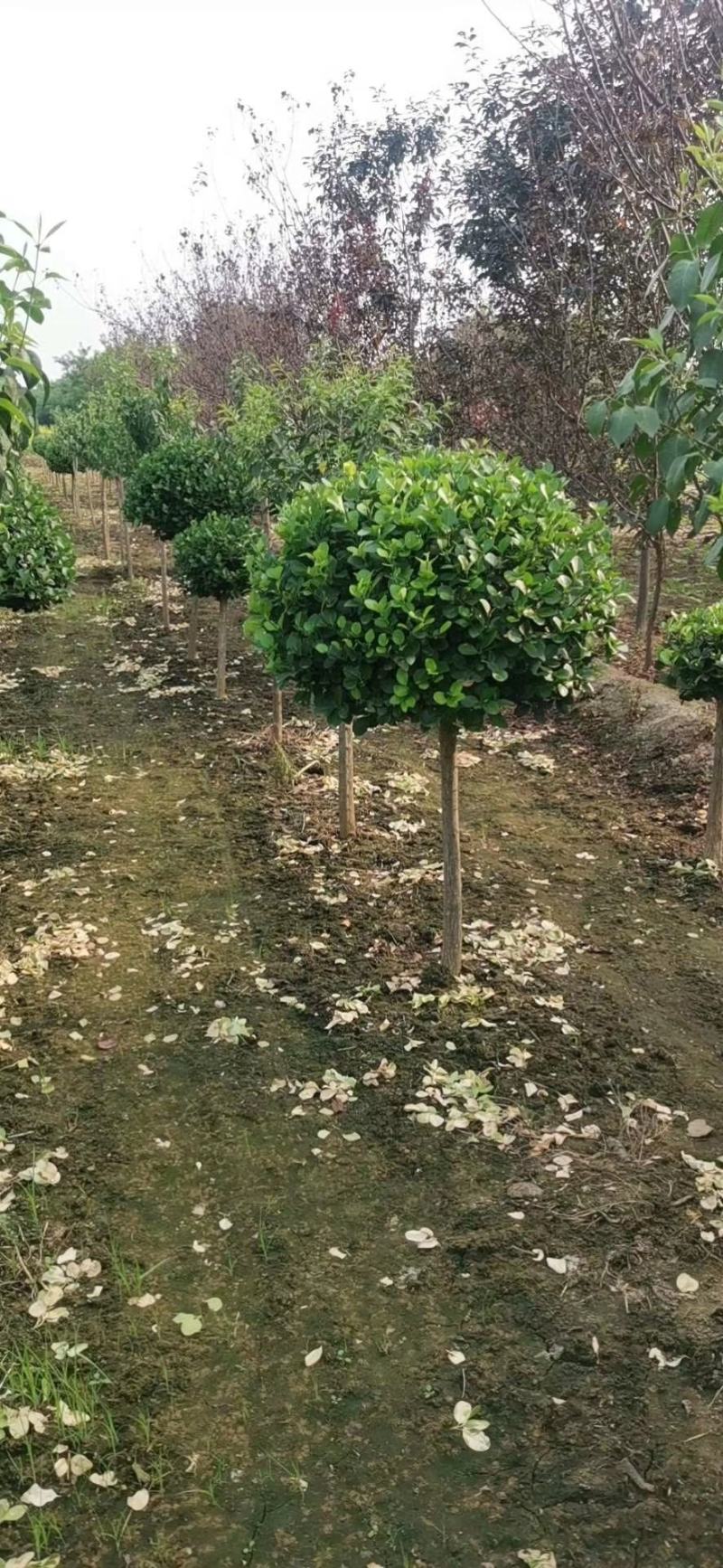 卫矛球河北保定卫矛球规格齐全四季常绿树形美观产地发货