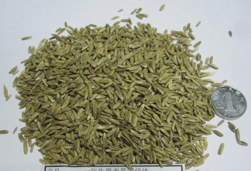 一年生黑麦草耐寒,高产,适口性好,猪牛羊鸡鸭鹅
