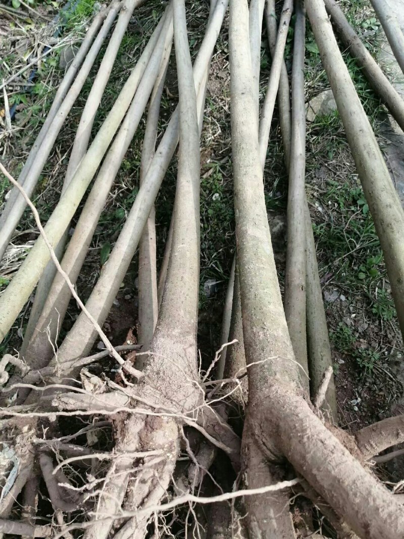 4公分油桐树批发，买油桐苗请选择重庆俊尧专业油桐培育公司