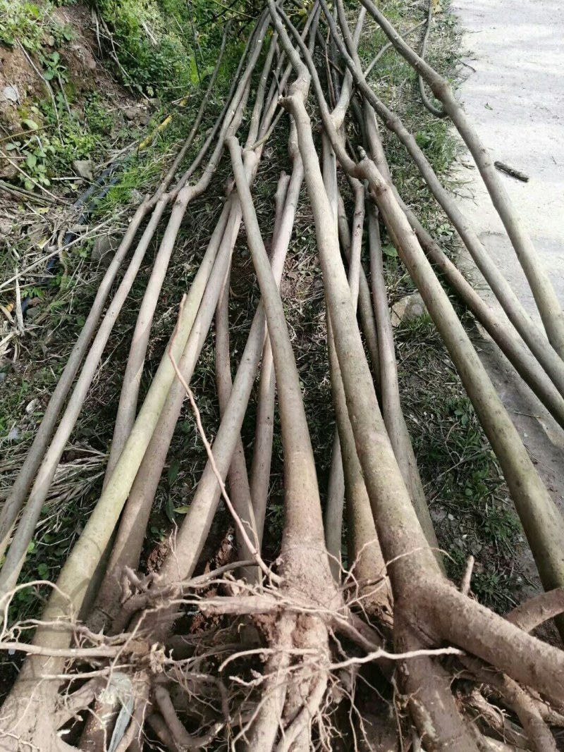 4公分油桐树批发，买油桐苗请选择重庆俊尧专业油桐培育公司