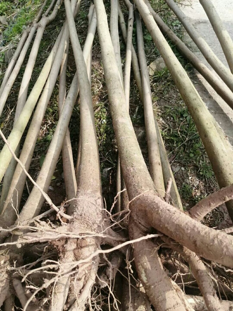 4公分油桐树批发，买油桐苗请选择重庆俊尧专业油桐培育公司