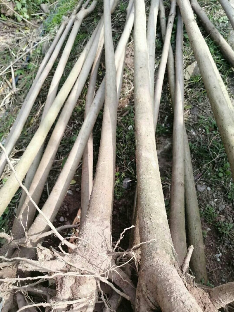 4公分油桐树批发，买油桐苗请选择重庆俊尧专业油桐培育公司