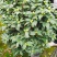 精品香妃山茶花树苗盆栽浓香型带花苞福建基地直批