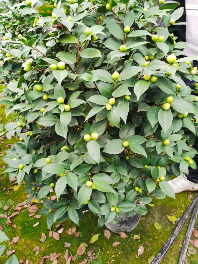 精品香妃山茶花树苗盆栽浓香型带花苞福建基地直批