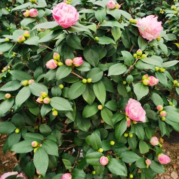 精品香妃山茶花树苗盆栽浓香型带花苞福建基地直批